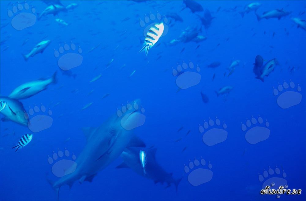 Majestic ascent of a bull shark in Beqa Lagoon, Fiji