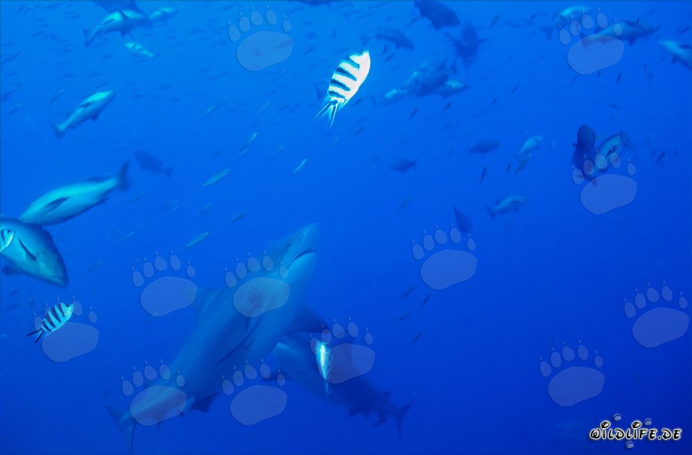 Majestätischer Aufstieg eines Bullenhais in Beqa Lagoon, Fiji
