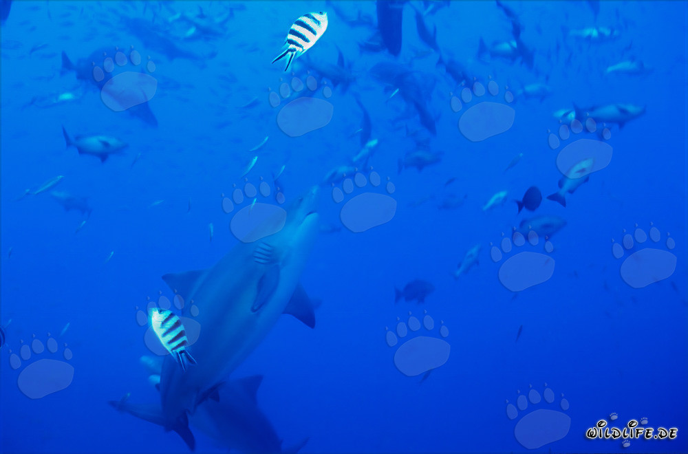 Majestic bull shark gracefully swimming upwards