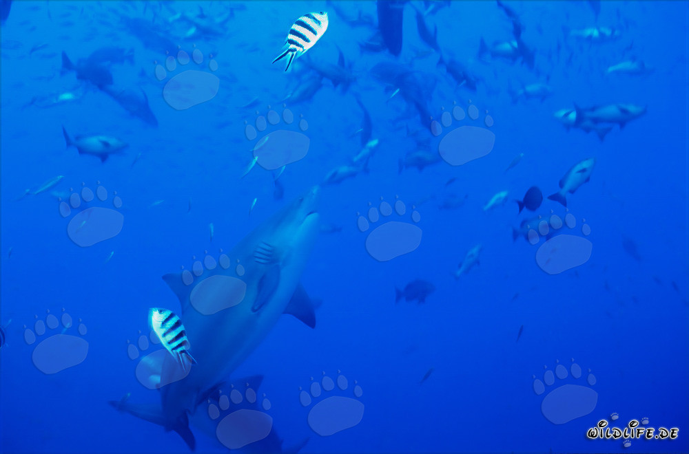 Le majestueux requin taureau nage élégamment vers le haut
