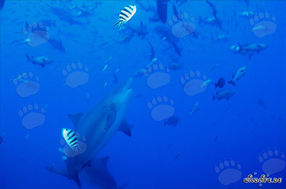 Il maestoso squalo toro nuota elegantemente verso l'alto