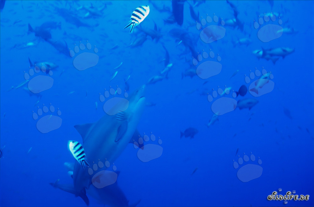 El majestuoso tiburón toro nada elegantemente hacia arriba