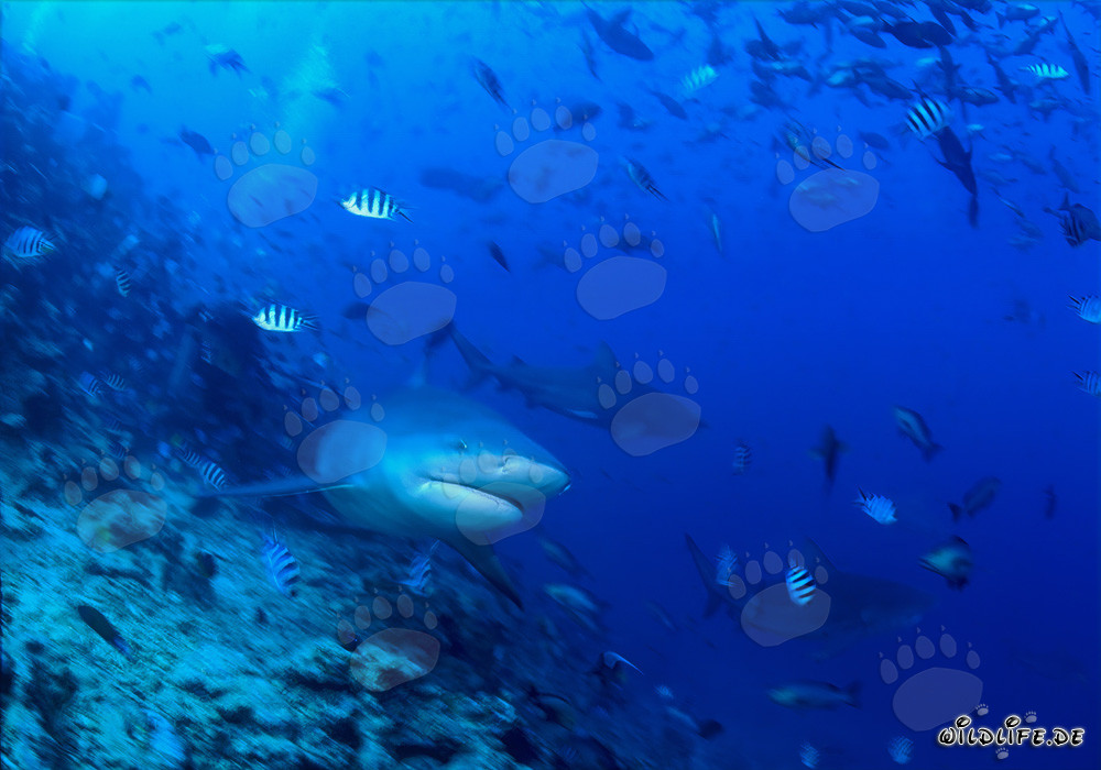 Fascinating Bull Shark gracefully swimming along the reef drop-off