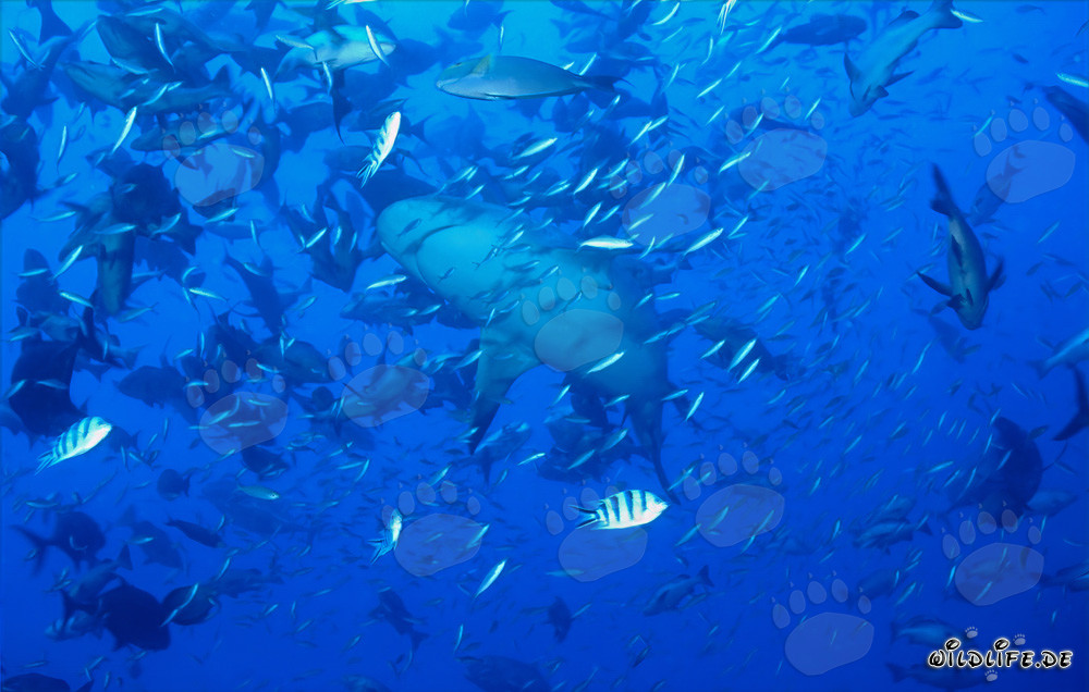 Bull shark in high fish concentration
