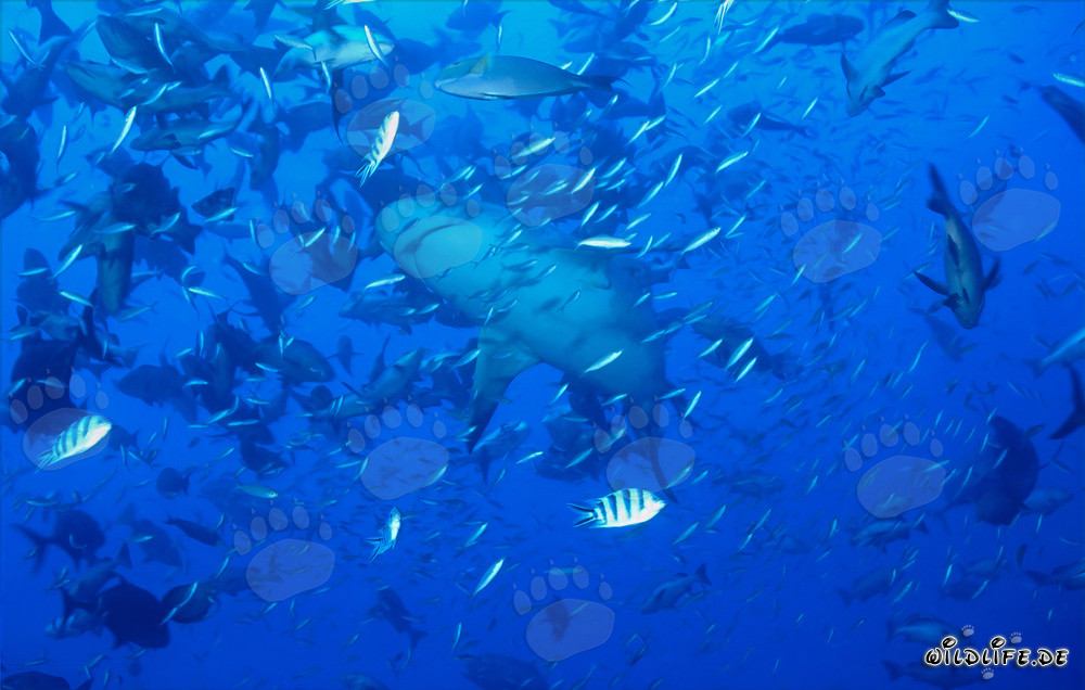 Bullenhai in hoher Fischkonzentration