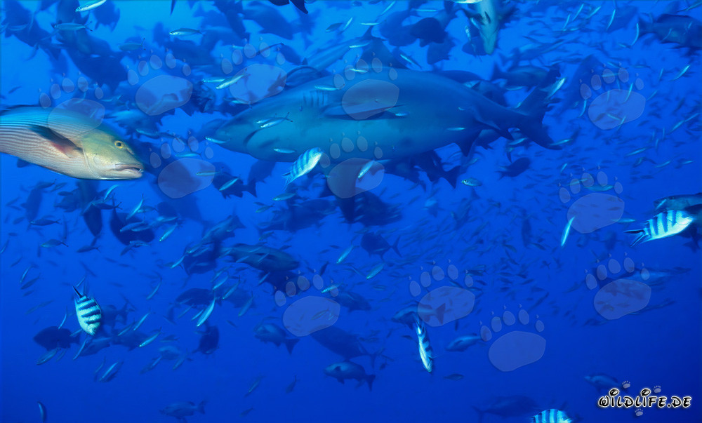 Fascinating bull shark surrounded by countless fishes
