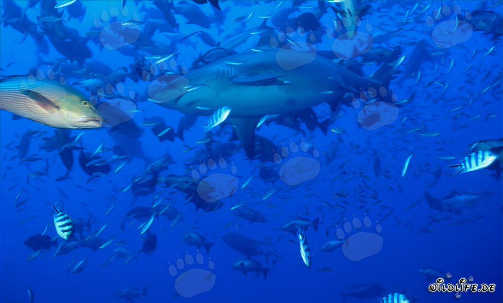 Faszinierender Bullenhai umgeben von unzähligen Fischen