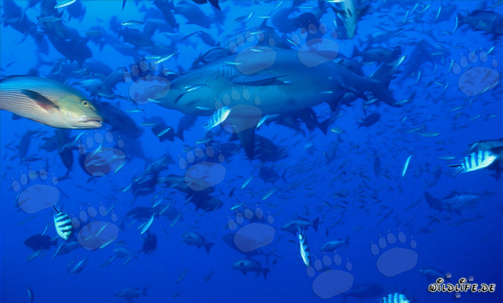 Requin taureau fascinant entouré de nombreux poissons