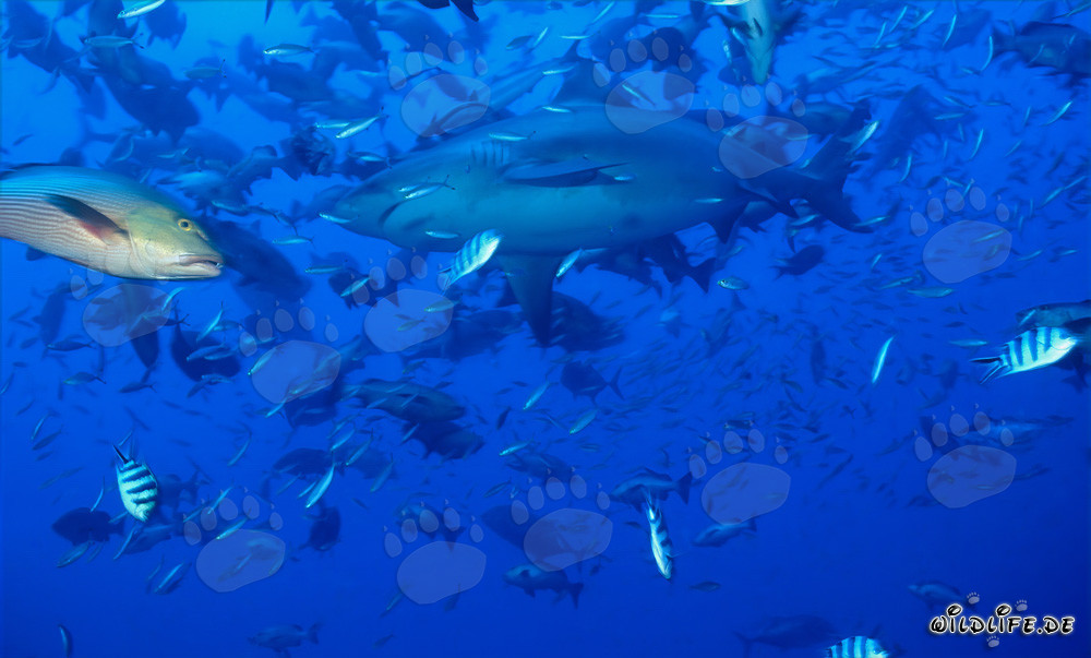 Affascinante squalo toro circondato da innumerevoli pesci