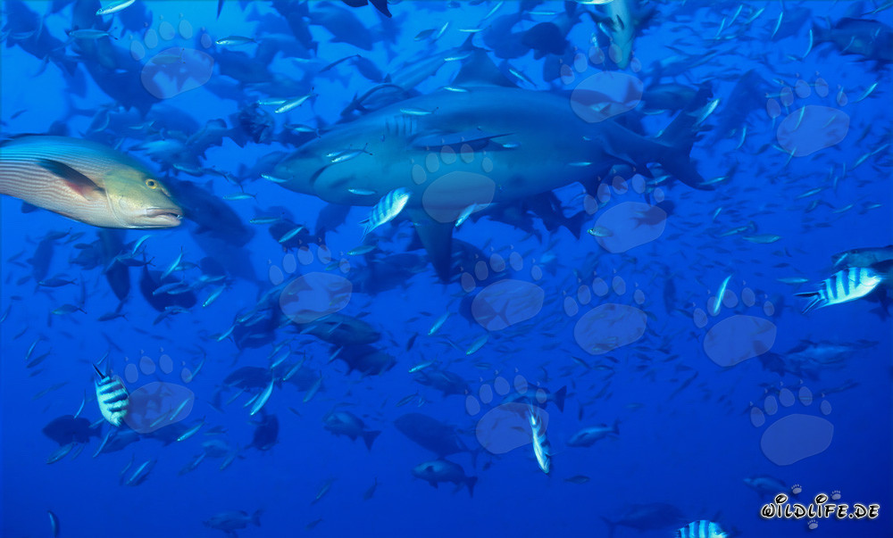Fascinante tiburón toro rodeado de innumerables peces