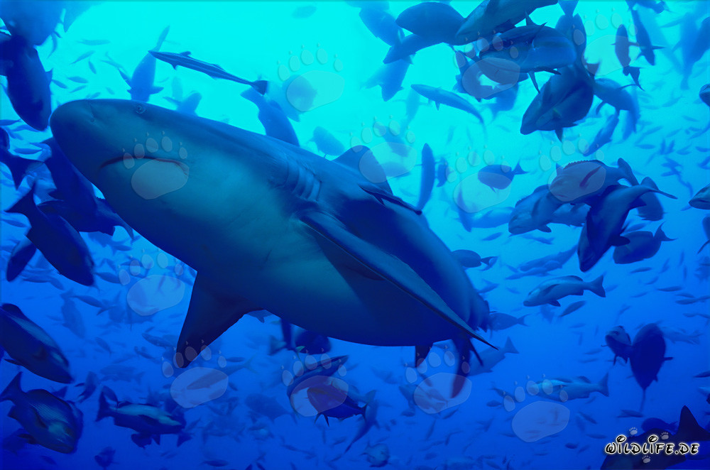 Fascinating Bull Shark: Swimming Predator of the Seas