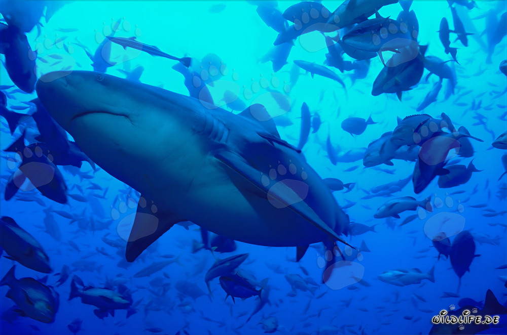 Fascinante squalo toro: predatore nuotante dei mari