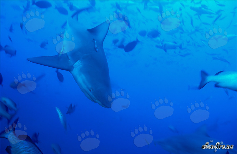 Majestic bull shark diving