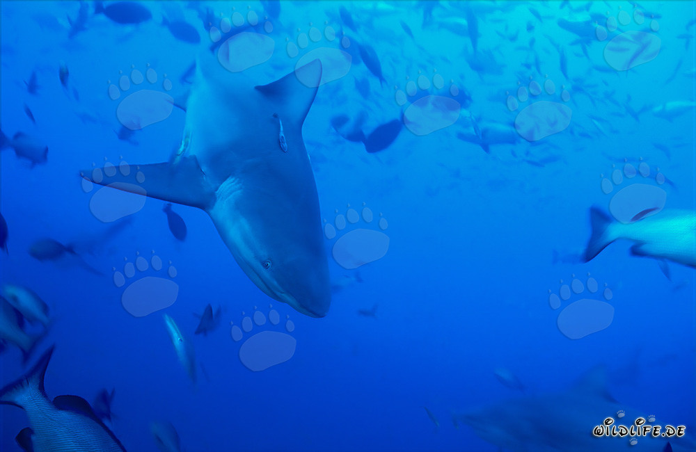 Requin taureau majestueux plonge