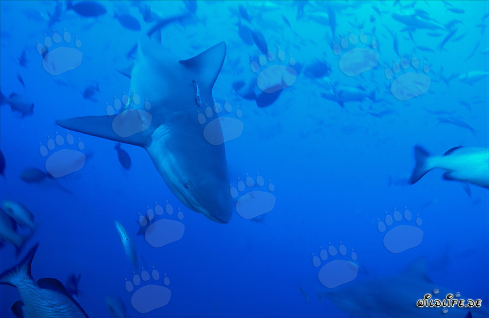 Maestoso squalo toro si tuffa