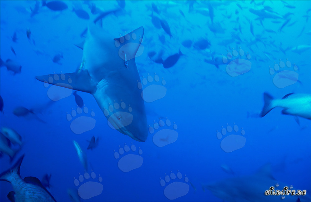 Tiburón toro majestuoso se sumerge