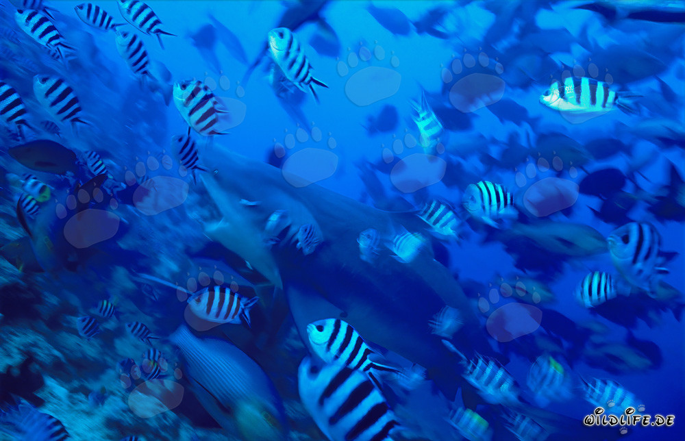 Bull shark with wide open mouth