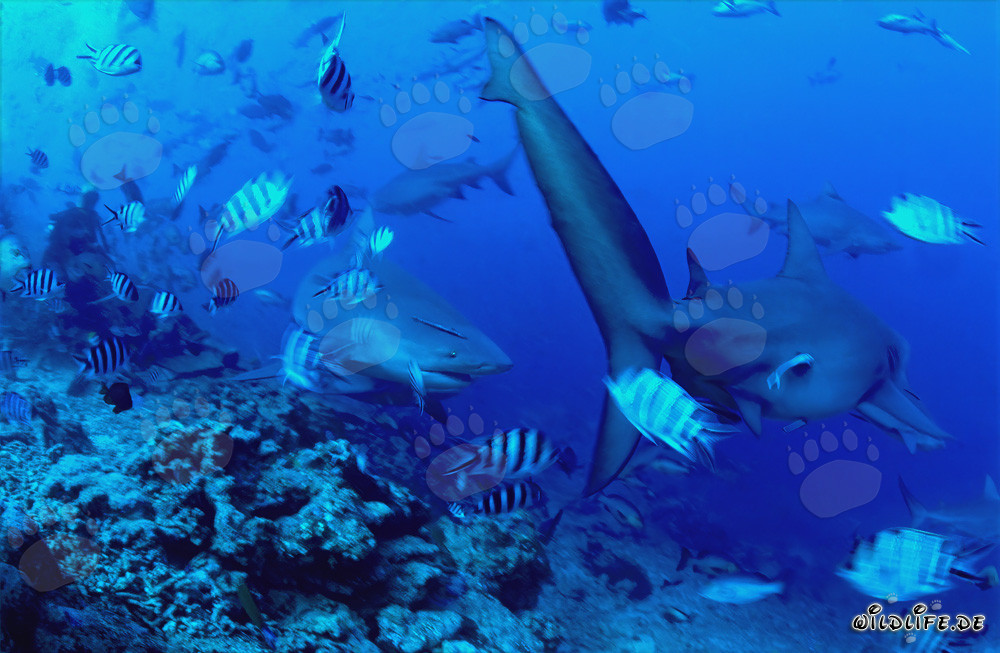Fascinating Encounter: Bull Sharks at the Reef Edge