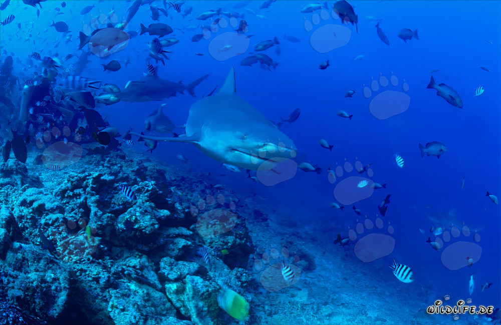 Fascinating Bull Shark Explores the Reef