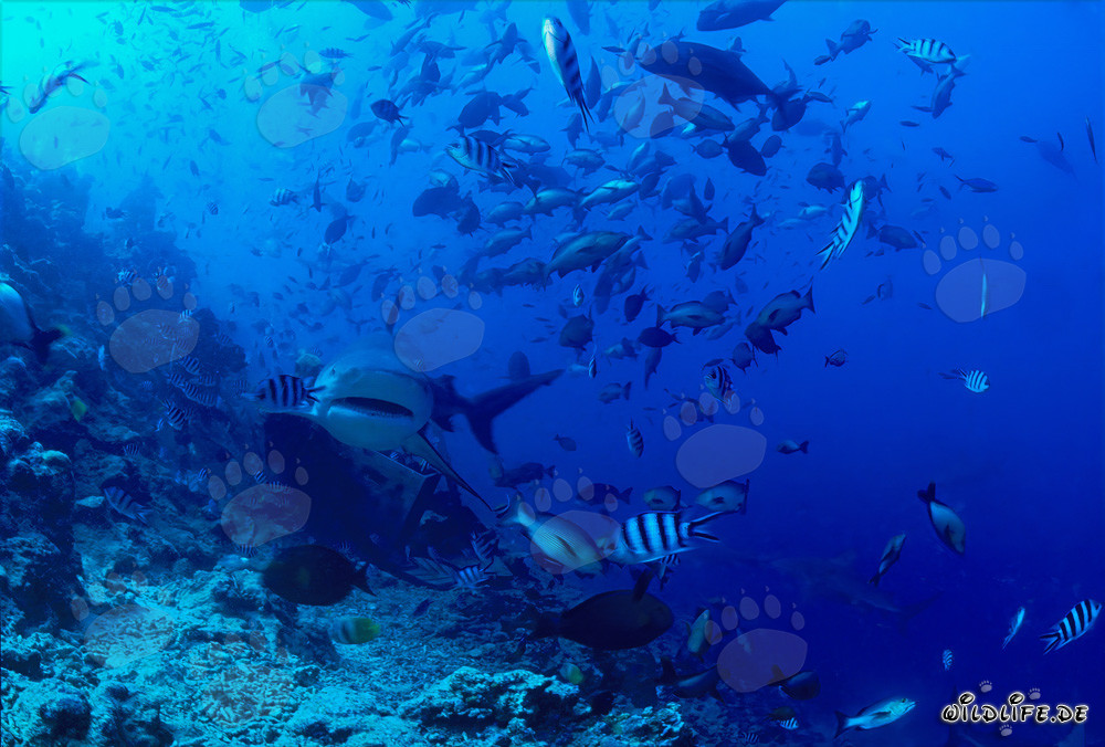 Impressive bull shark approaching head-on