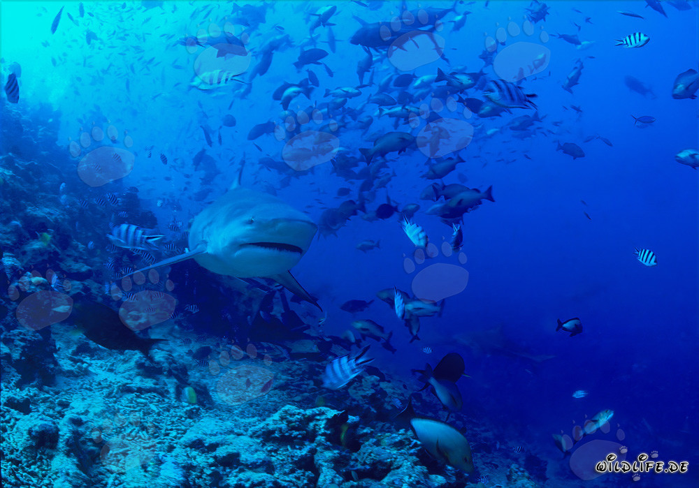 Majestic bull shark in the stunning coral reef of Beqa Lagoon, Fiji