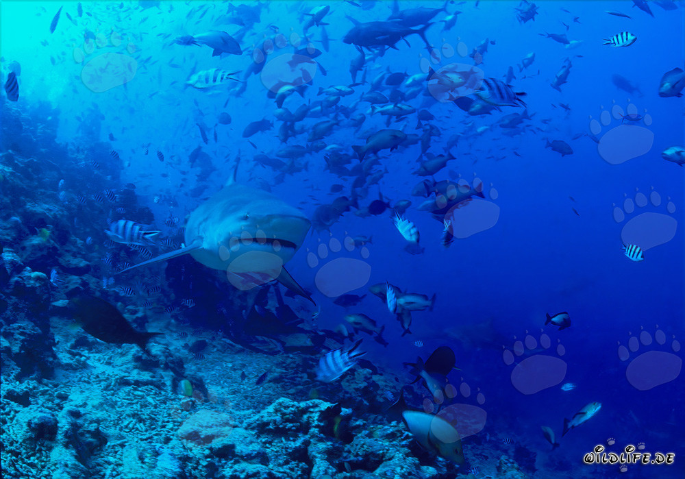 Majestätischer Bullenhai im atemberaubenden Korallenriff von Beqa Lagoon, Fiji