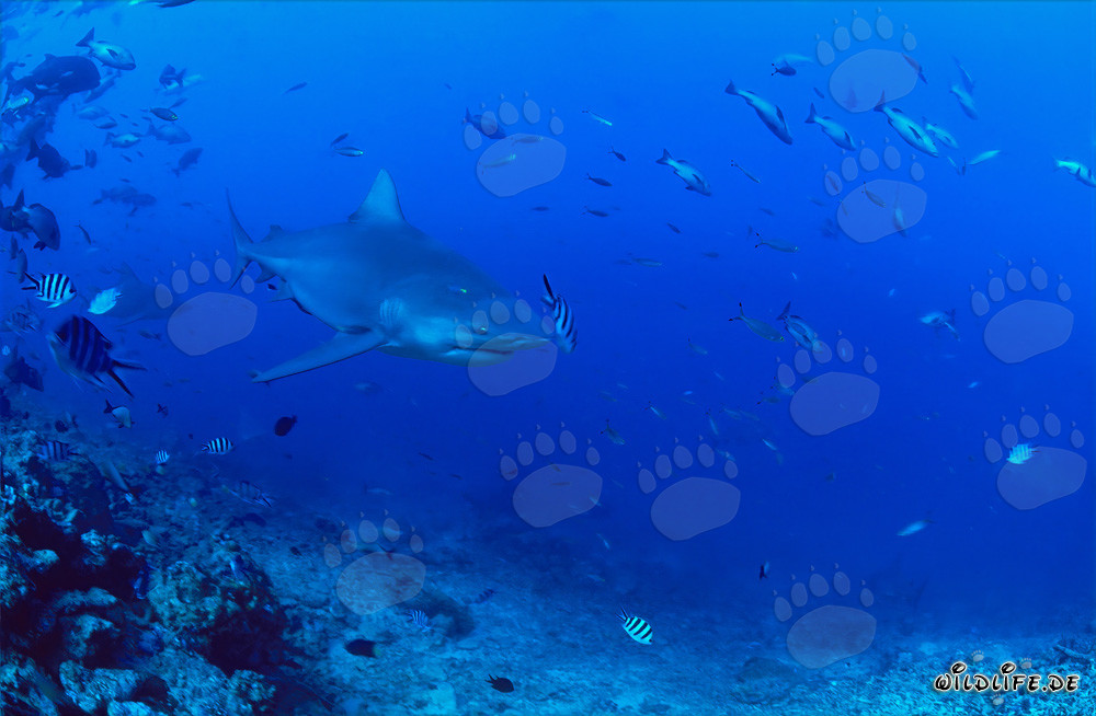 Bull shark patrols at the reef edge