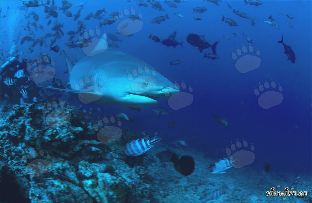 Bull shark (Carcharhinus leucas)