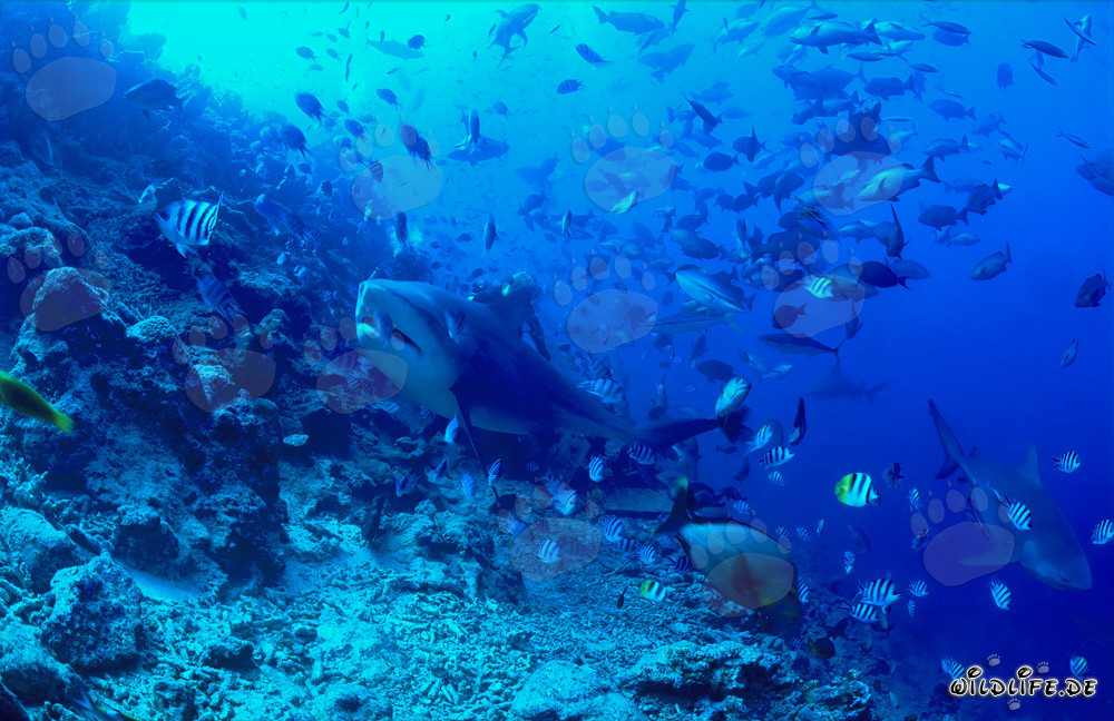 Fascinating Bull Shark exploring the reef in Beqa Lagoon, Fiji