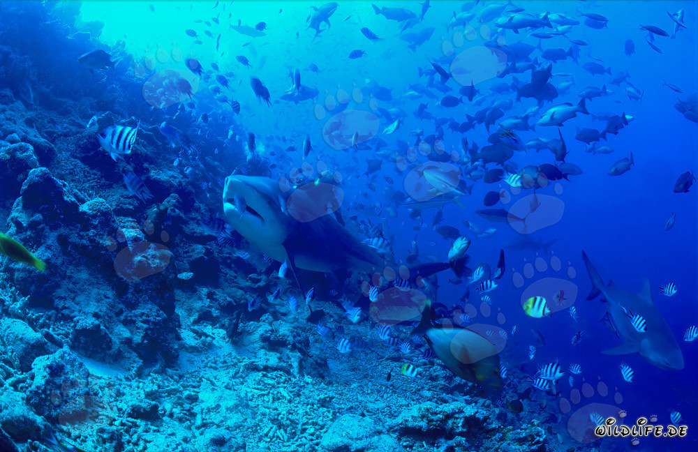 Faszinierender Bullenhai erkundet das Riff in Beqa Lagoon, Fiji