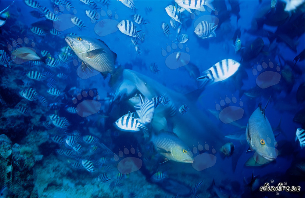 Bull shark grabs the prey