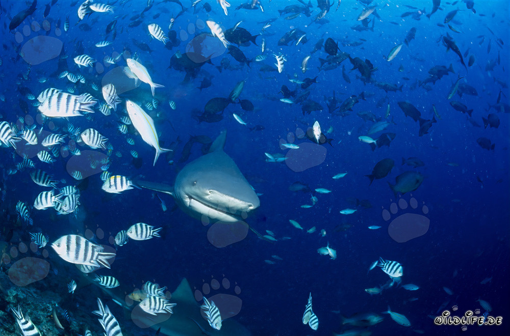 Fascinating bull shark surrounded by coral fish