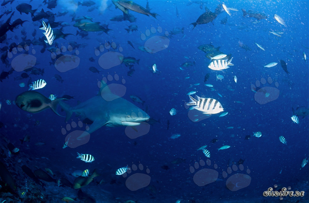 Impressive Bull Shark swimming determinedly towards open water