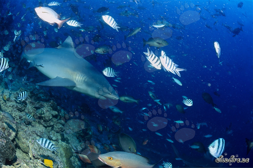 Fascinating bull shark diving into the deep
