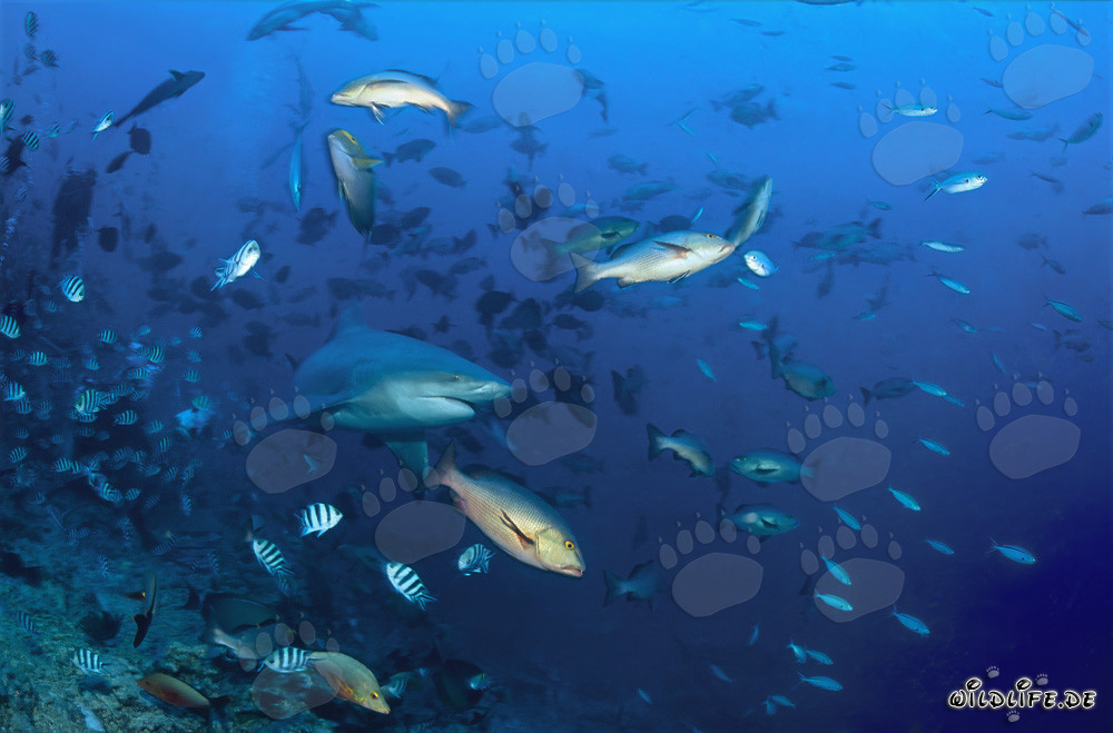 Bull Shark with Reef Fish