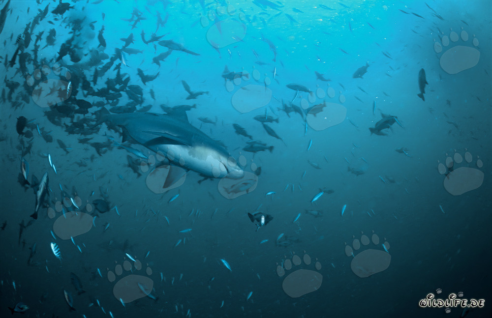 Bull shark (Carcharhinus leucas)