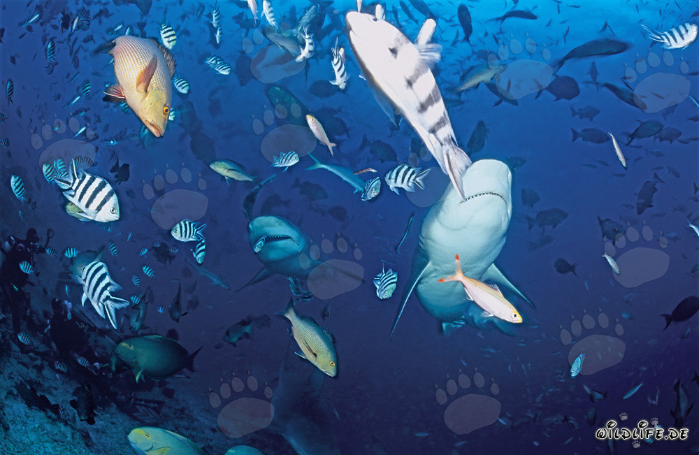 Fascinating Bull Sharks in the clear blue waters of Beqa Lagoon, Fiji