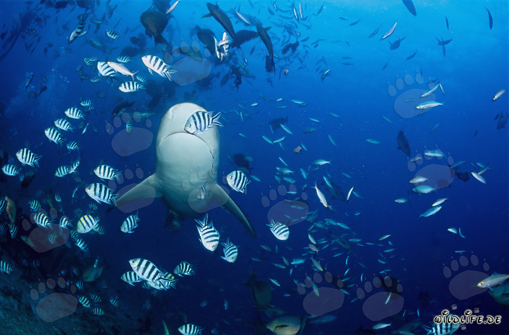 Fascinating underside of the Bull Shark in the deep blue ocean