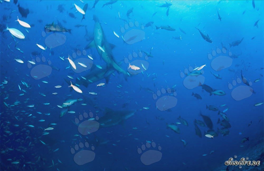 Fascinating Bull Sharks Swimming with School of Fish