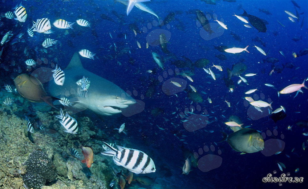 Bull shark majestically over the colorful coral reef