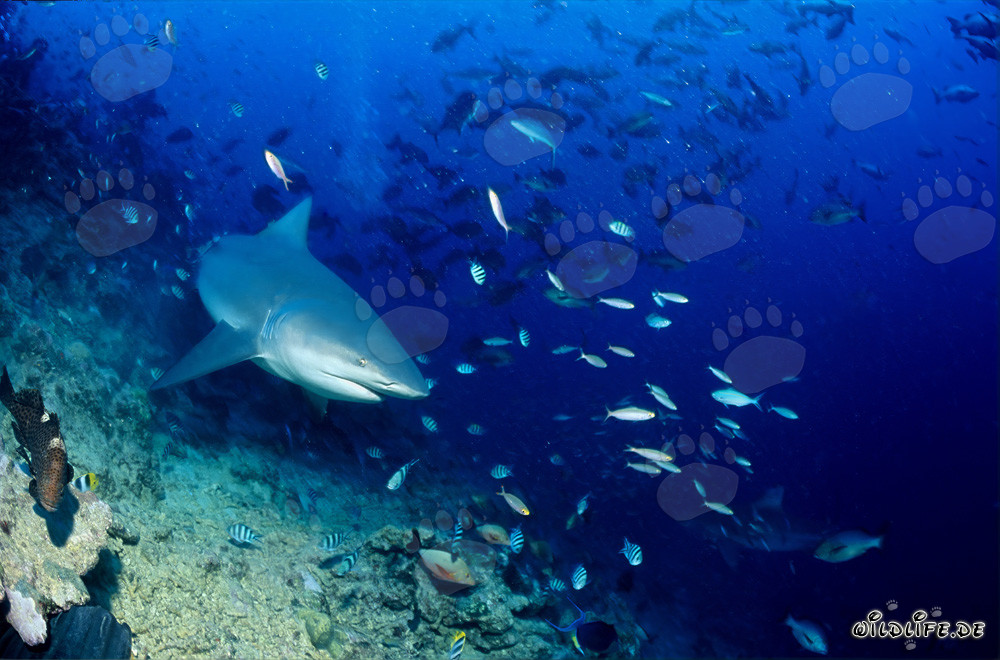 Bull shark in the coral reef