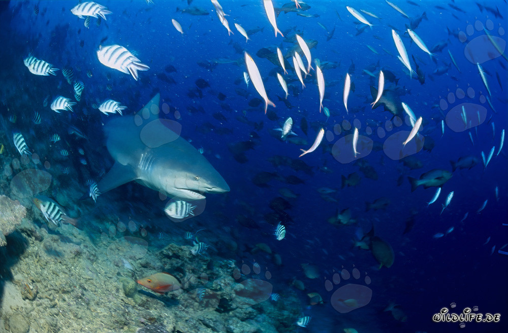 Fascinating bull shark exploring the reef in the waters of Beqa Lagoon, Fiji