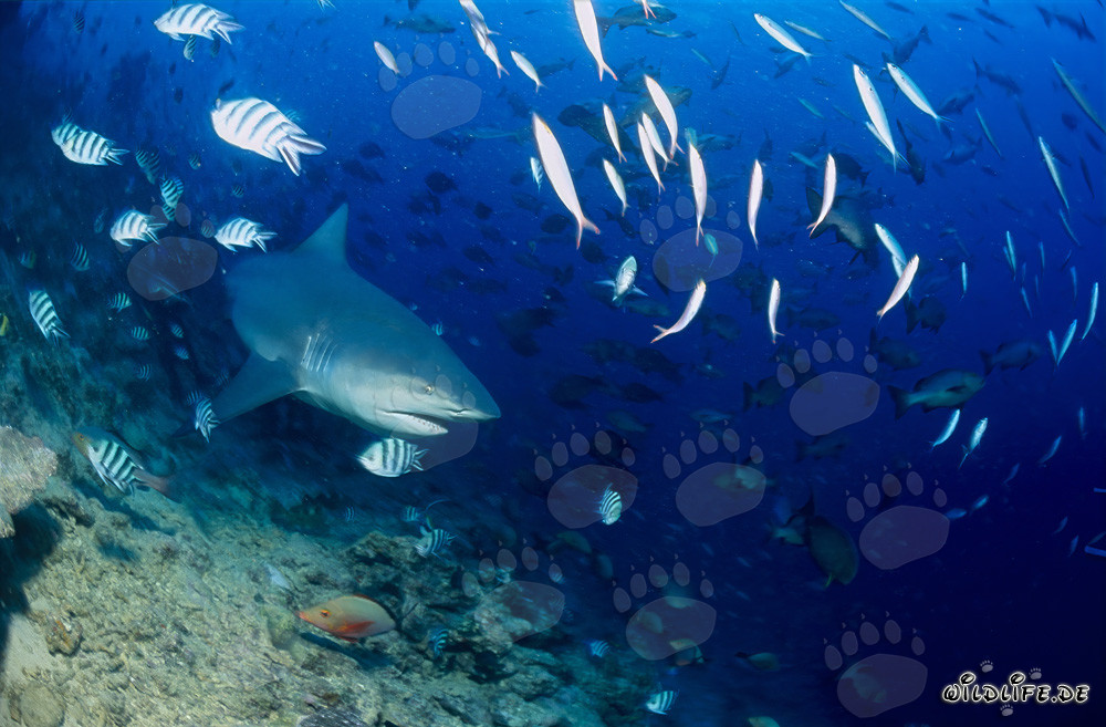 Faszinierender Bullenhai erkundet das Riff in den Gewässern von Beqa Lagoon, Fiji