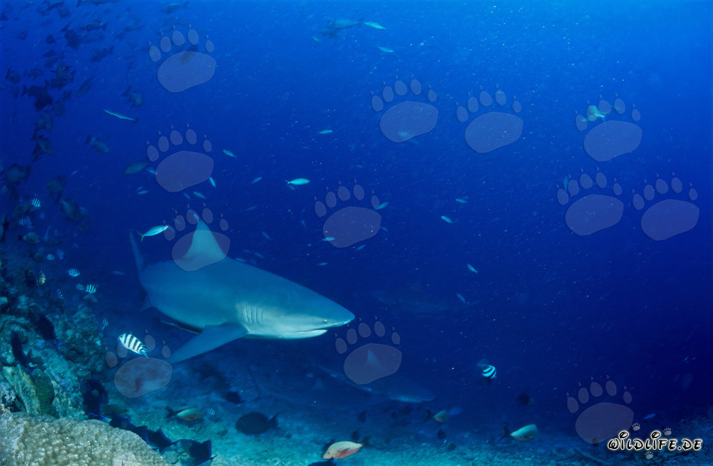 Impressive Bull Sharks at the Reef Edge