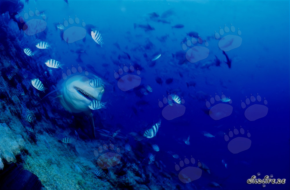 Impressive Bull Shark on the reef slope in Beqa Lagoon on Vitu Levu, Fiji