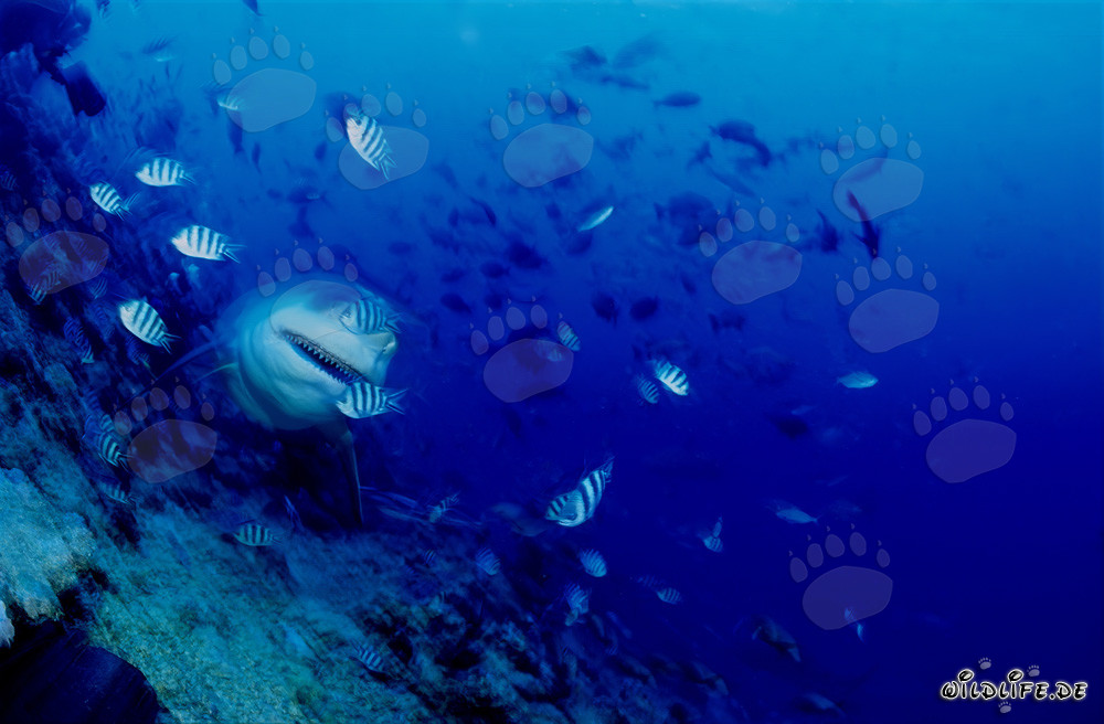 Requin taureau impressionnant sur le récif en pente de la lagune de Beqa à Vitu Levu, Fidji