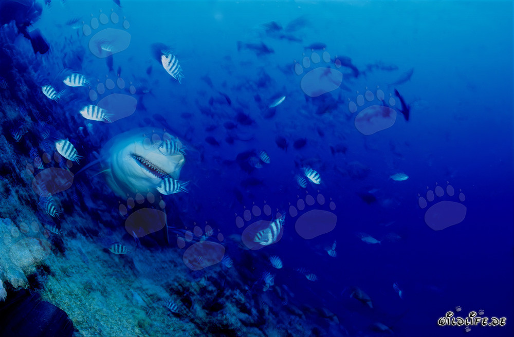 Impresionante tiburón toro en el arrecife en pendiente de la laguna de Beqa en Vitu Levu, Fiyi