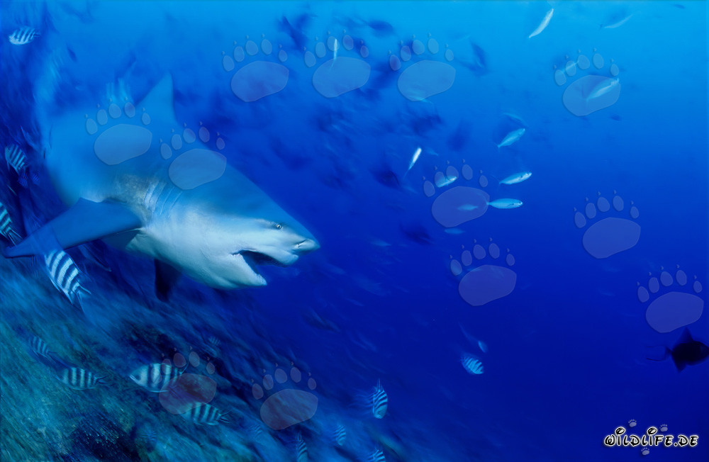 Bull Shark - Majestic Sea Creature on a Dive