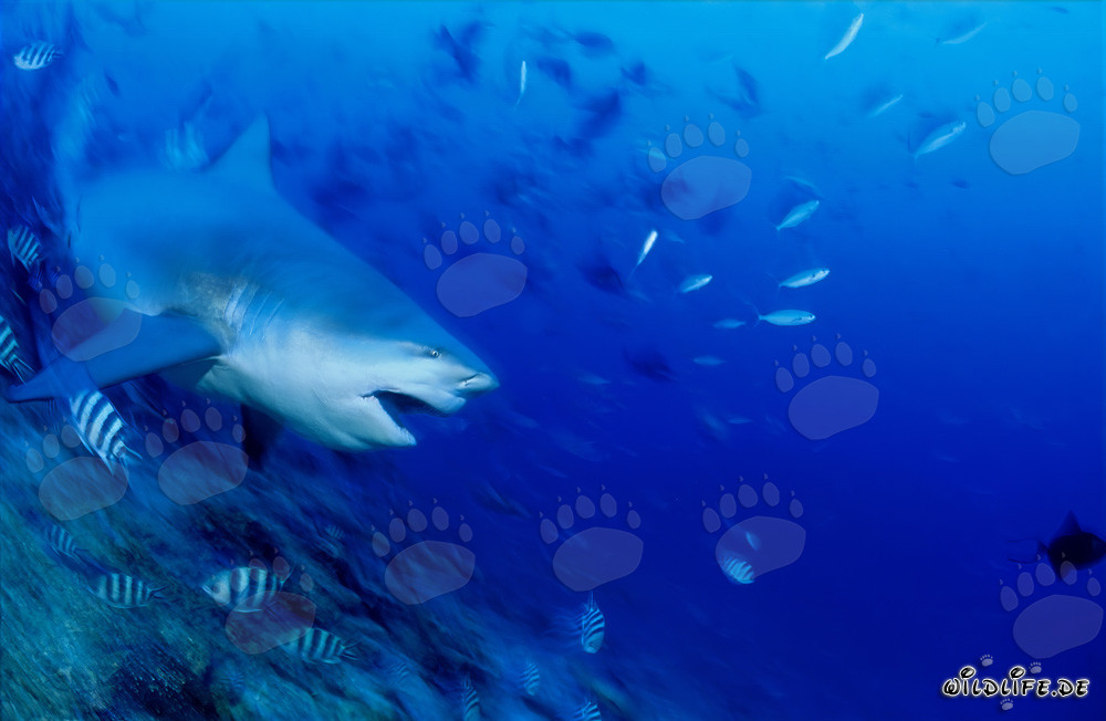 Requin taureau - majestueux habitant des mers en plongée