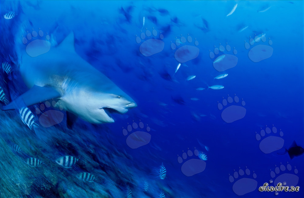 Squalo toro - maestoso abitante marino in immersione